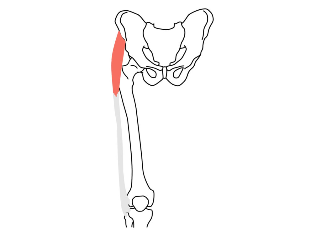 大腿筋膜張筋