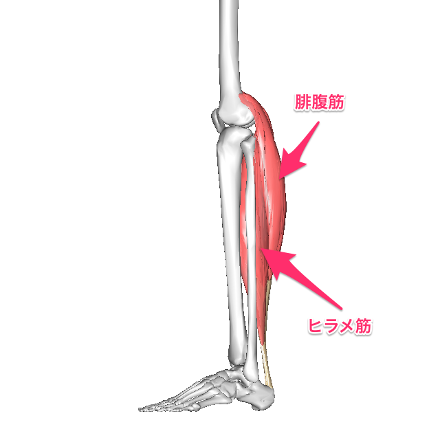 下腿三頭筋