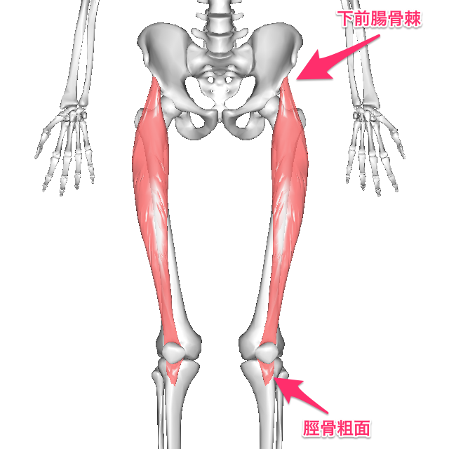 大腿直筋