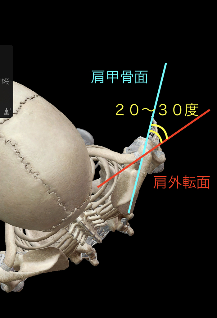 肩甲骨