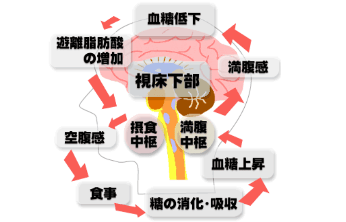 満腹中枢