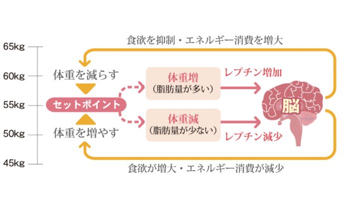 リポースターシス