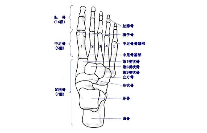 足の骨