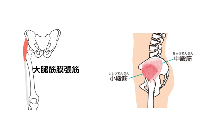 股関節内旋筋