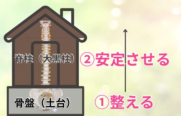 骨盤と背骨のはたらき