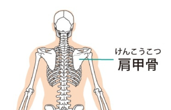 肩甲骨